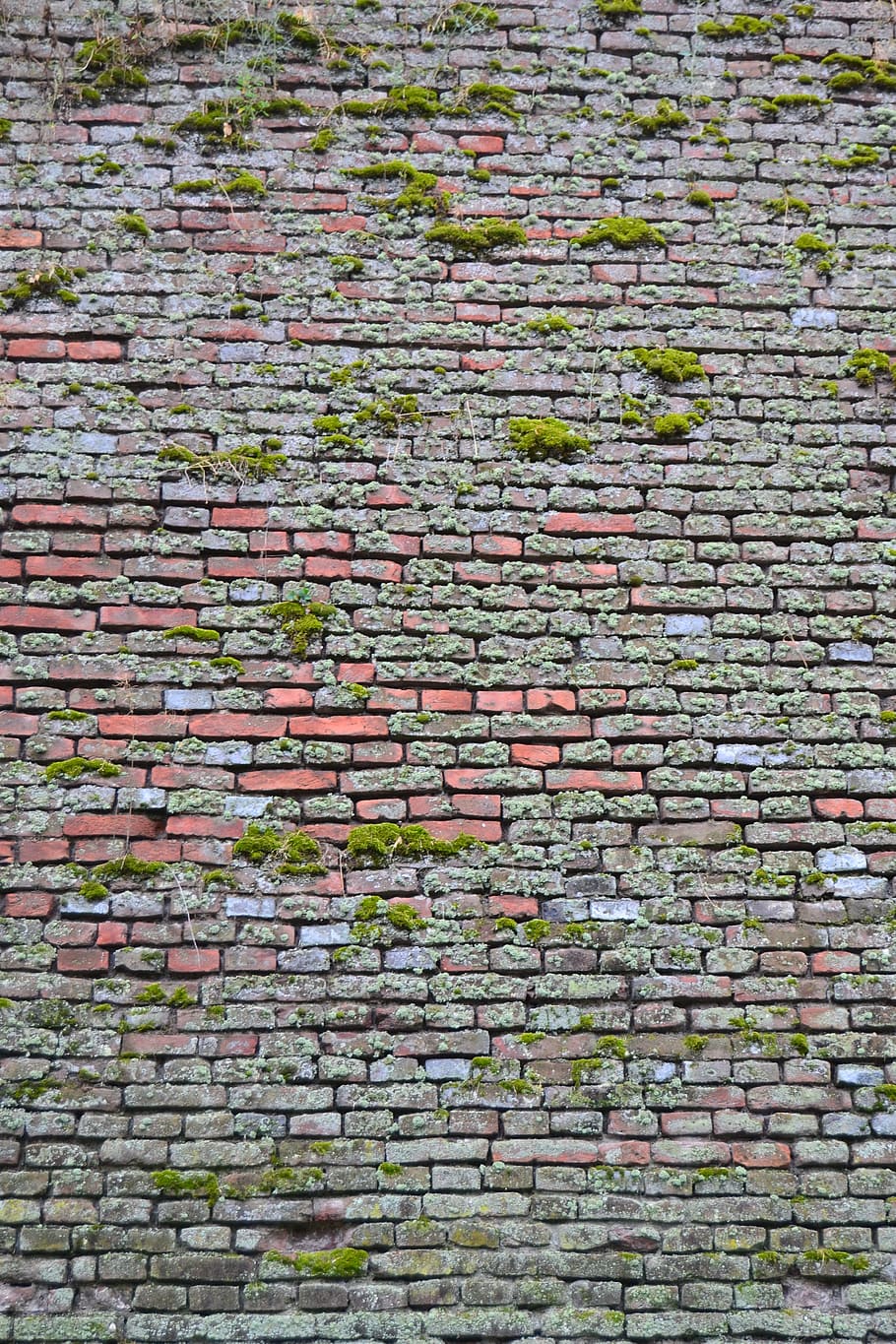 patró, maó, naturalesa, verd, pl, paisatge, vegetació, planta, heura, bellesa, fons, marc complet, paret de maó, cap gent, arquitectura, paret, textura, estructura construïda, dia, funció de construcció de parets, arranjament, a l'aire lliure, gran grup d'objectes, vell, repetició, en fila, molsa, abundància, 4K