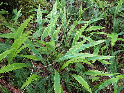 felce, pianta, nativo, natura, foglia, foresta, colore verde, albero, foresta pluviale, crescita, fotogramma intero, nessuno, parte vegetale, bellezza nella natura, sfondi, all'aperto, giorno, fogliame lussureggiante, fogliame, vista dall'alto, terra, la tranquillità, avvicinamento, foglia di palma, color turchese, 4K, CC0, dominio pubblico, privo di copyright
