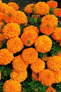 crisantemo, blomst, død, blomstrende plante, sårbarhed, orange farve, skrøbelighed, plante, blomsterstand, blomsterhoved, fuld ramme, friskhed, kronblad, skønhed i naturen, tæt på, baggrunde, morgenfrue, ingen mennesker, gul, natur, høj vinkel visning, vækst, udendørs, orange, 1080P, CC0, offentligt domæne, royaltyfrie