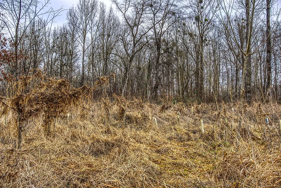 devastació, aigua alta, acabar, arbres, brutícia, Pol · lució, naturalesa, paisatge, fusta, planta, Vall del Rin, hdr, contrast, bosc, arbre, terra, tranquil·litat, cap gent, dia, camp, escena no urbana, herba, bellesa a la natura, escena tranquil·la, sec, arbre nu, cel, medi ambient, creixement, escenics - natura, a l'aire lliure, 5K