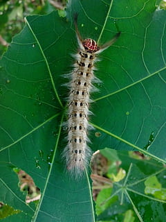 skorpion, insekt, larve, natur, dyr, orm, tæt på, plante, plante del, blad, grøn farve, dag, ingen mennesker, dyre temaer, et dyr, skrøbelighed, skønhed i naturen, hvirvelløse, vækst, fokus på forgrunden, udendørs, dyr i naturen, 2K, CC0, offentligt domæne, royaltyfrie