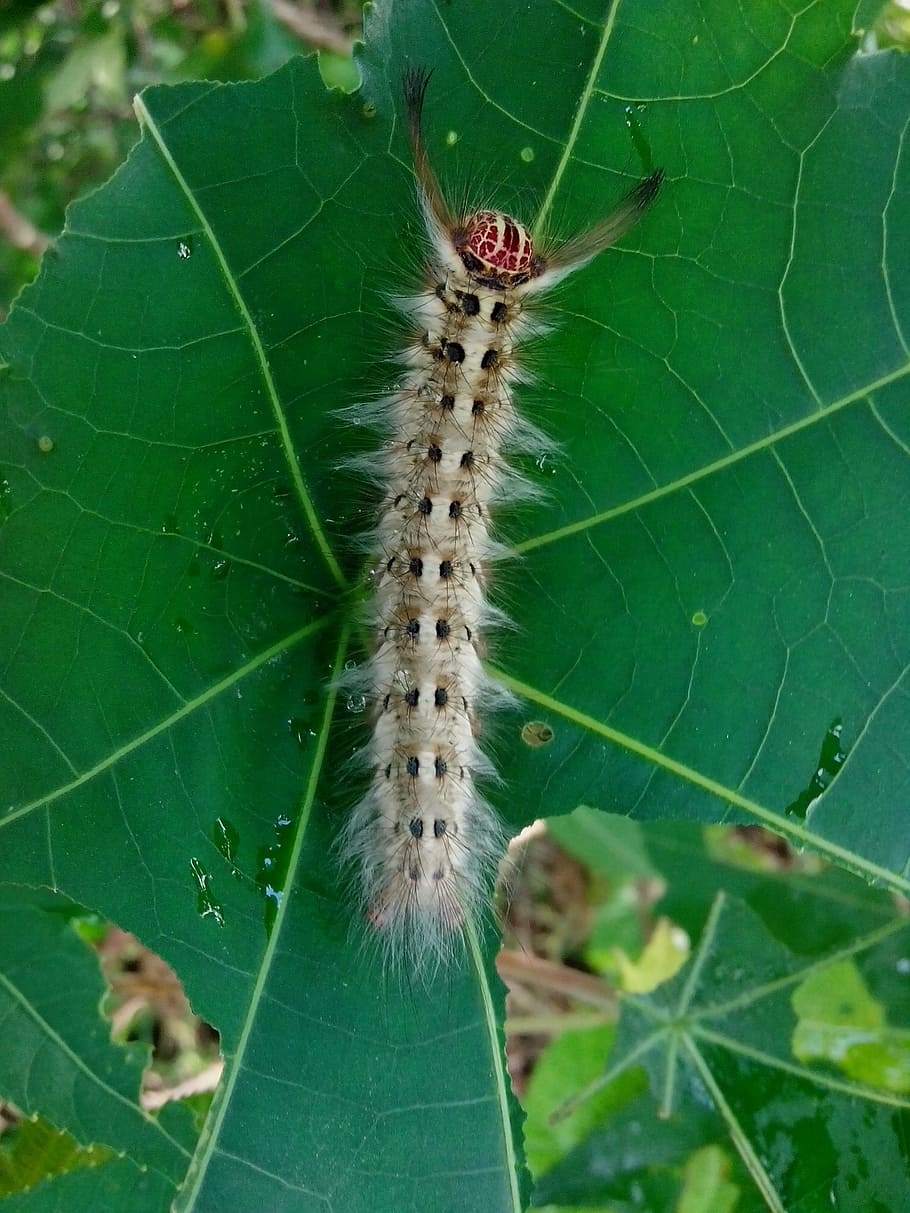 skorpion, insekt, larve, natur, dyr, orm, tæt på, plante, plante del, blad, grøn farve, dag, ingen mennesker, dyre temaer, et dyr, skrøbelighed, skønhed i naturen, hvirvelløse, vækst, fokus på forgrunden, udendørs, dyr i naturen, 2K