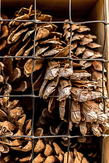 kayu, alam, kering, industri, batch, siang hari, minum, sekam, Daun-daun, pasar, tumpukan, masih hidup, persediaan, tekstur, tradisional, kabel, sekelompok besar objek, tidak ada orang, merapatkan, coklat, kelimpahan, bahan kayu, hari, fokus selektif, kayu bakar, fokus pada latar depan, log, bagian tanaman, pohon, makanan, daun, makanan dan minuman, tanaman mati, tanaman layu, 4K, CC0, domain publik, bebas royalti