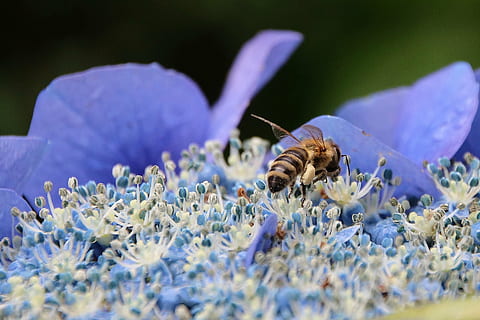 flor, hortênsia, abelha, jardim, azul, natureza, verão, Arvoredo, temas animais, animais selvagens, um animal, animal, animais em estado selvagem, invertebrado, inseto, planta com flores, fechar-se, fragilidade, foco seletivo, beleza na natureza, plantar, vulnerabilidade, pétala, ninguém, frescura, roxa, cabeça de flor, polinização, 2K, CC0, domínio público, royalty free