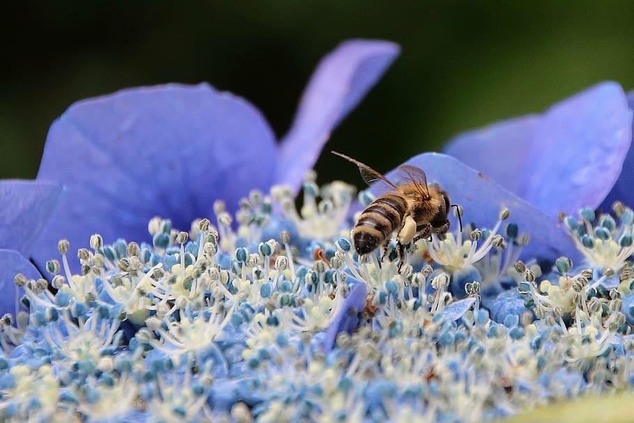 flor, ortensia, abella, jardí, blau, naturalesa, estiu, arbreda, temes d'animals, fauna animal, un animal, animal, animals a la natura, invertebrat, insecte, planta amb flors, primer pla, fragilitat, enfocament selectiu, bellesa a la natura, planta, vulnerabilitat, pètal, cap gent, frescor, porpra, cap de flor, polinització, 2K