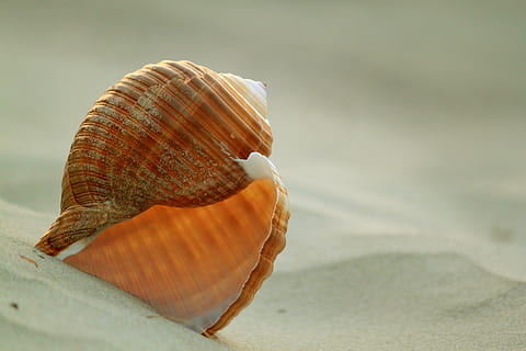 overfladisk, fokus fotografering, Brun, havskaller, skal, snegl, snegl shell, sand, sandstrand, ferie, rejse, helligdage, stadig, havdyr, meeresbewohner, dyr, vand skabning, dyr verden, san koerner, stilleben, deco, dekorative, vraggods, strand fond, tæt, spiralformet, hvirvel, mønster, linjer, symmetrisk, eddy, objekt, maritim, strukturer, tæt på, hav, dyreskal, strand, natur, sommer, ferier, mollusk, jord, dyreliv, ingen mennesker, muslingeskal, skønhed i naturen, naturligt mønster, dag, selektiv fokusering, fokus på forgrunden, enkelt objekt, dyre temaer, udendørs, hvirvelløse, overflade niveau, 4K, CC0, offentligt domæne, royaltyfrie