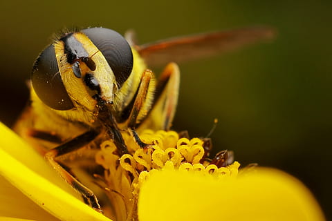 volar, insecto, macro, ojo, flor, amarillo, planta floreciendo, invertebrado, temas de animales, un animal, animal, de cerca, fauna animal, belleza en la naturaleza, planta, fragilidad, animales en la naturaleza, frescura, vulnerabilidad, naturaleza, parte del cuerpo del animal, nadie, cabeza de flor, polen, al aire libre, aumento, polinización, ala animal, ojo de animal, cabeza de animal, 2K, CC0, dominio público, libre de derechos
