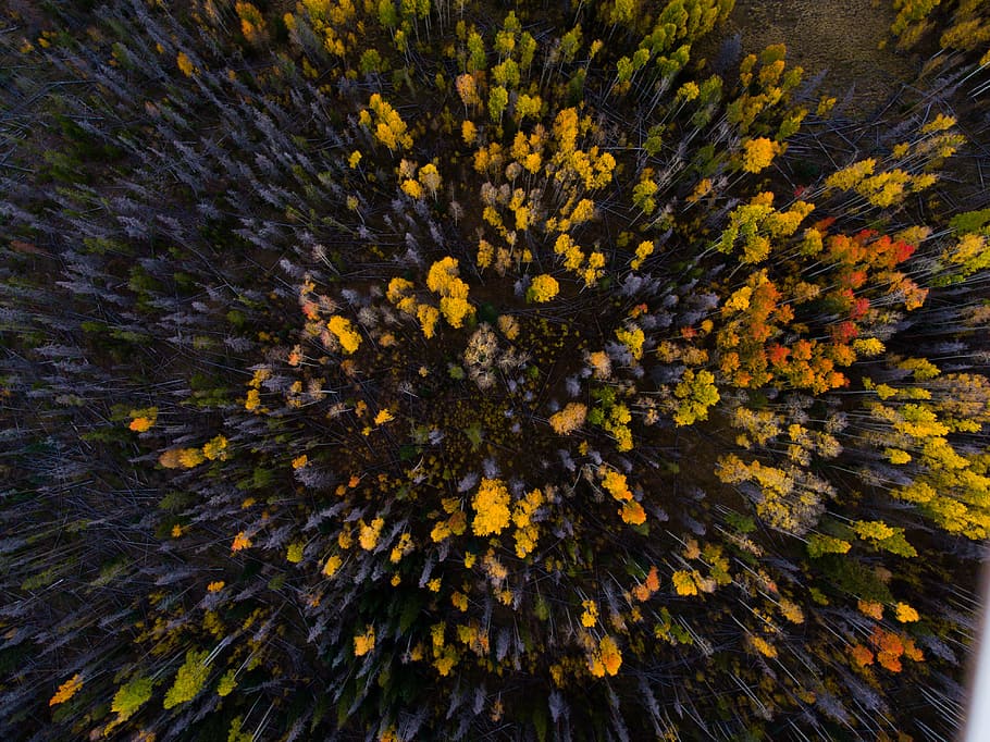 Antenne, Aussicht, Wald, Vogelperspektive Fotografie, Gelb, Blumen, Grün, locke, Foto, Natur, Nahansicht, Pflanze, Hintergründe, Blume, Herbst, Wachstum, blühende Pflanze, Schönheit in der Natur, Frische, Zerbrechlichkeit, Verletzlichkeit, keine Leute, Blütenkopf, Blütenstand, Tag, High Angle View, Blütenblatt, draußen, Fülle, Land, 4K