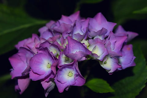 ortensia, viola, petali, fiore, pianta fiorita, avvicinamento, pianta, bellezza nella natura, freschezza, petalo, infiorescenza, testa di fiore, nessuno, vulnerabilità, natura, concentrarsi sulle conoscenze acquisite, fragilità, colore rosa, crescita, all'aperto, giorno, messa a fuoco selettiva, morbidezza, 5K, CC0, dominio pubblico, privo di copyright