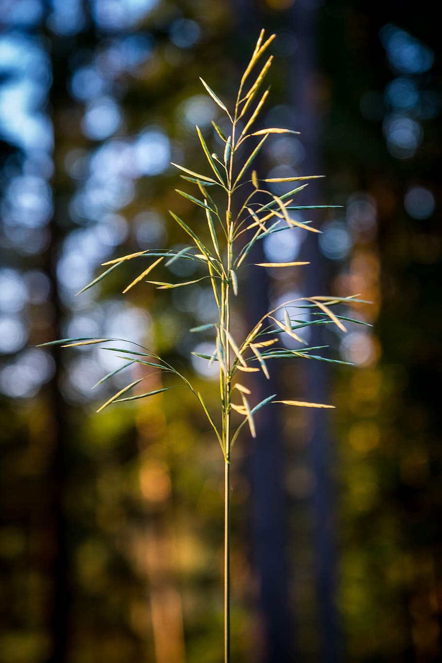 herba, orella, planta, primavera, camp, tancar, herbes salvatges, naturalesa, gra, cereals, fulles d'herba, halme, daurat, paisatge, herba alta, herbes, creixement, centrar-se en primer pla, primer pla, bellesa a la natura, cap gent, tranquil·litat, dia, terra, a l'aire lliure, enfocament selectiu, vulnerabilitat, color verd, fragilitat, llum solar, cultiu, tija de la planta, frescor, tija, herba de Timoteu, 5K