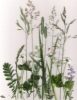 piante, erba, piante pressate, pianta, crescita, natura, bellezza nella natura, avvicinamento, colore verde, freschezza, fiore, nessuno, pianta fiorita, fragilità, vulnerabilità, giorno, parte vegetale, all'aperto, foglia, la tranquillità, stelo vegetale, cielo, messa a fuoco selettiva, 1080P, CC0, dominio pubblico, privo di copyright