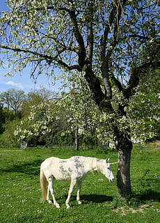 blanc, unicorn, de peu, arbre, cirera, ombra, animal, dormit, equí, planta, animals domèstics, bestiar, nacional, mamífer, mascotes, temes d'animals, camp, herba, vertebrats, naturalesa, terra, paisatge, cavall, dia, cap gent, creixement, Color blanc, herbívors, a l'aire lliure, 4K, CC0, domini públic, lliure de regalies