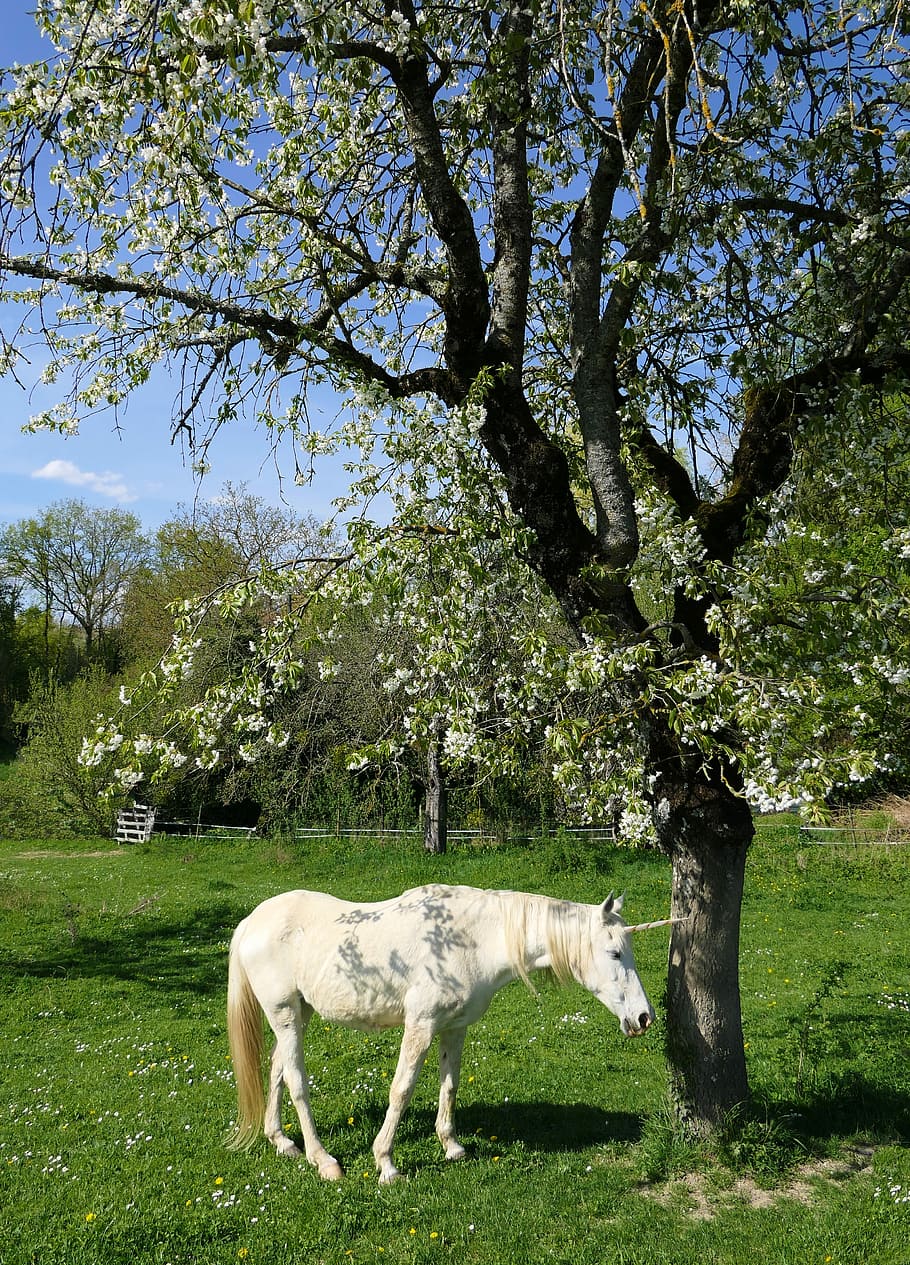 blanc, unicorn, de peu, arbre, cirera, ombra, animal, dormit, equí, planta, animals domèstics, bestiar, nacional, mamífer, mascotes, temes d'animals, camp, herba, vertebrats, naturalesa, terra, paisatge, cavall, dia, cap gent, creixement, Color blanc, herbívors, a l'aire lliure, 4K