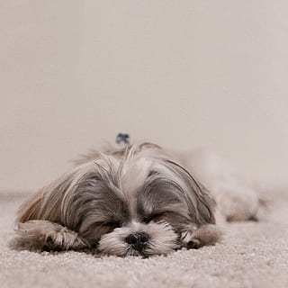 grigio, bianca, cane a pelo lungo, rivestito, cane, animali domestici, animale, carina, canino, cane di razza, mammifero, piccolo, cucciolo, shih tzu, in casa, un animale, analizzare, cercare, guardare, addormentato, temi animali, domestico, vertebrato, rilassamento, nessuno, capelli, cagnolino, peli di animali, giovane animale, 4K, CC0, dominio pubblico, privo di copyright
