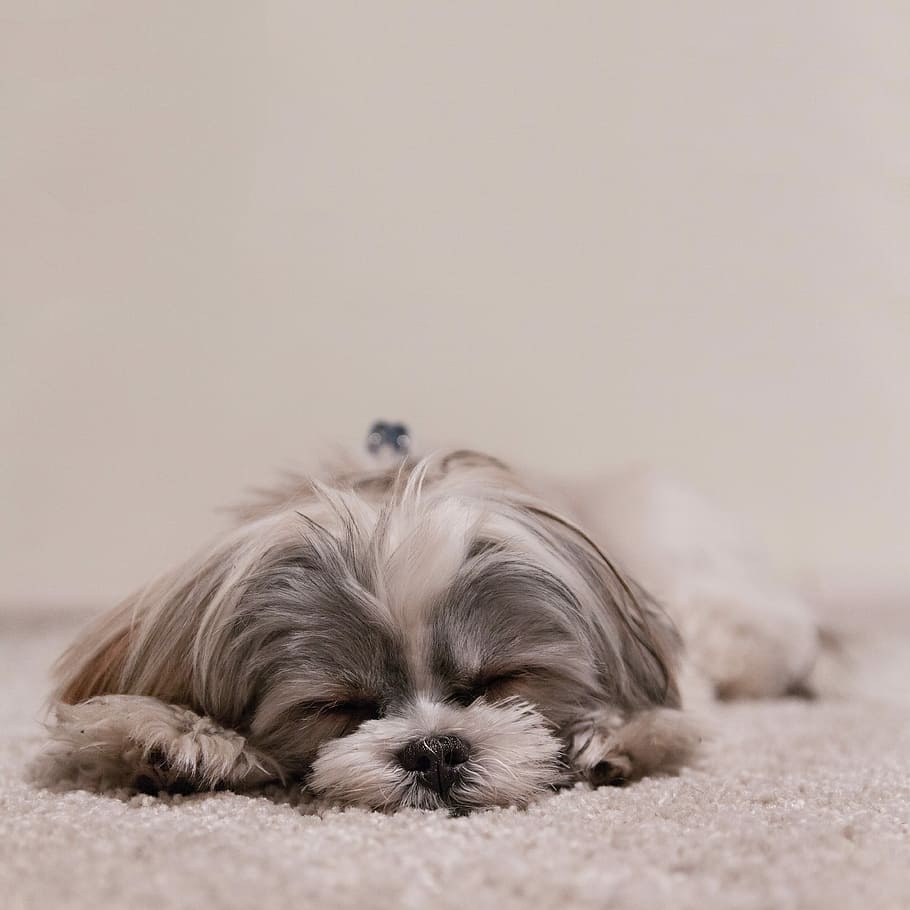 grigio, bianca, cane a pelo lungo, rivestito, cane, animali domestici, animale, carina, canino, cane di razza, mammifero, piccolo, cucciolo, shih tzu, in casa, un animale, analizzare, cercare, guardare, addormentato, temi animali, domestico, vertebrato, rilassamento, nessuno, capelli, cagnolino, peli di animali, giovane animale, 4K