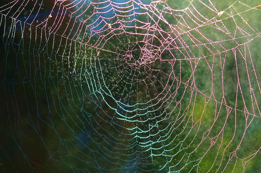 dyreliv fotografering, edderkop, web, net, dyr, regn, dråbe, natur, makro, insekt, edderkoppespind, dug, tæt på, skrøbelighed, mønster, ingen mennesker, sårbarhed, fuld ramme, baggrunde, naturligt mønster, dag, kompleksitet, skønhed i naturen, udendørs, forviklinger, vand, fokus på forgrunden, koncentriske, 4K