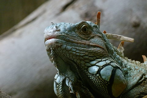 iguana, llangardaix, tancar, temes d'animals, animal, un animal, rèptil, part del cos dels animals, fauna animal, primer pla, vertebrats, cap d’animals, centrar-se en primer pla, animals a la natura, cap gent, dia, naturalesa, a l'aire lliure, mirant, vista lateral, escala d’animals, vista del perfil, ull d’animals, 4K, CC0, domini públic, lliure de regalies