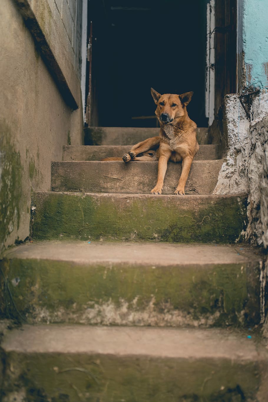 braun, Hund, Verlegung, Treppe, kurz beschichtet, Beton, Schritte, bücken, Türöffnung, Säugetier, Tierthemen, Tier, Haustiere, ein Tier, inländisch, Wirbeltier, die Architektur, keine Leute, gebaute Struktur, Gebäudehülle, Tag, Eckzahn, Kamera betrachten, Porträt, katzenartig, Sitzung, 5K