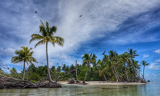 îlots, lagune, Polynésie, palmier, arbre, nuage - ciel, ciel, paysages, personne, la nature, scène tranquille, plage, eau, plante, climat tropical, cocotier, mer, terre, arbre tropical, beauté dans la nature, île, environnement, paysages - nature, Destinations de voyage, en plein air, 5K, CC0, domaine public, libre de droits