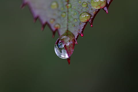 rot, Blatt, Wassertau, tropfen, Makro, Tau, schließen, Rosenblatt, Wassertropfen, fallen, Wasser, Nahansicht, nass, Natur, keine Leute, Pflanze, Pflanzenteil, Schönheit in der Natur, Fokus auf den Vordergrund, transparent, draußen, grüne Farbe, Wachstum, Regen, Zerbrechlichkeit, Reinheit, Regentropfen, lila, 5K, CC0, gemeinfrei, lizenzfrei