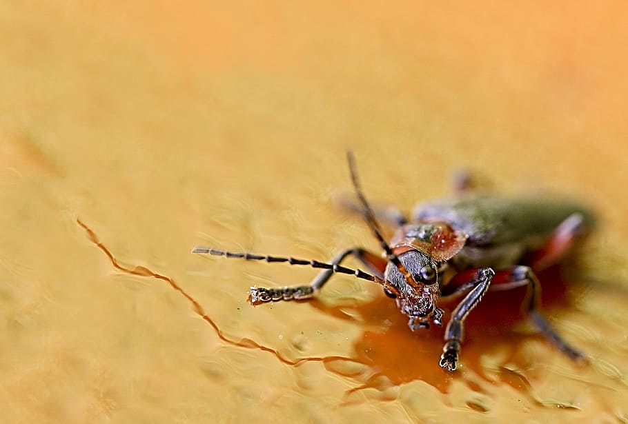 vicino, insetto, macro, natura, mondo animale, sonda, scarafaggio, macro insetto, macrofotografia, rosso Giallo, coleottero soldato, animale, temi animali, animali allo stato selvatico, invertebrato, un animale, fauna selvatica, avvicinamento, nessuno, giallo, messa a fuoco selettiva, parte del corpo animale, all'aperto, giorno, artropodo, zoologia, formica, aracnide, 4K