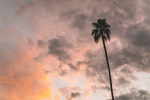 copac de cocos, gri, portocale, noros, cer, siluetă, palmier de cocos, de aur, ora, copac, palmier, apus de soare, nor, paradis, nor - cer, frumusețe în natură, plantă, climat tropical, dramatic cer, natură, mediu inconjurator, nici o persoana, scenice - natura, liniște, în aer liber, vedere unghiulară joasă, Cloudscape, culoare portocalie, copac tropical, cerul romantic, 5K, CC0, domeniu public, fără drepturi de autor