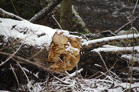 albero, foresta, nevicando, natura, ecologia, Estonia, parco nazionale lahemaa, ambiente, inverno, temperatura fredda, la neve, giorno, pianta, terra, nessuno, campo, all'aperto, concentrarsi sulle conoscenze acquisite, copertura, congelato, bellezza nella natura, la tranquillità, avvicinamento, tempo estremo, bufera di neve, 4K, CC0, dominio pubblico, privo di copyright