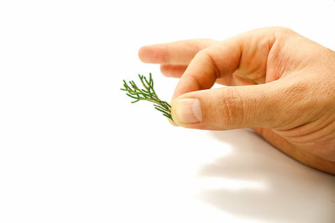 Kiefer, Hand, Natur, Bäume, Pflanze, Ast, Blätter, Grün, weißer Hintergrund, Weiß, Laub, Bild, menschliche Hand, menschliches Körperteil, eine Person, drinnen, Studioaufnahme, halten, Essen und Trinken, Finger, menschlicher Finger, Lebensmittel, ausgeschnitten, kopieren sie platz, Körperteil, Pflanzenteil, Blatt, Nahansicht, nicht erkennbare Person, Kraut, 5K, CC0, gemeinfrei, lizenzfrei