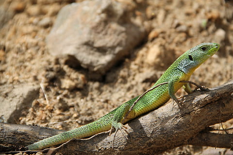llangardaix, drac, naturalesa, temes d'animals, rèptil, fauna animal, animal, un animal, vertebrats, animals a la natura, gecko, cap gent, dia, rock - object, centrar-se en primer pla, rock, color verd, a l'aire lliure, sòlid, vista lateral, primer pla, escala d’animals, iguana, clima àrid, 4K, CC0, domini públic, lliure de regalies