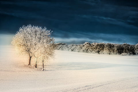 træer, dækker, sne, vinter, træ, iset, rimfrost, humør, Frosset, kold, intensiv, vinterlige, isnende, vinter magi, frost, Skov, Mark, kold temperatur, miljø, plante, natur, rolig scene, ro, landskab, jord, himmel, scenics - natur, ingen mennesker, skønhed i naturen, hvid farve, blå, dag, udendørs, is, 2K, CC0, offentligt domæne, royaltyfrie
