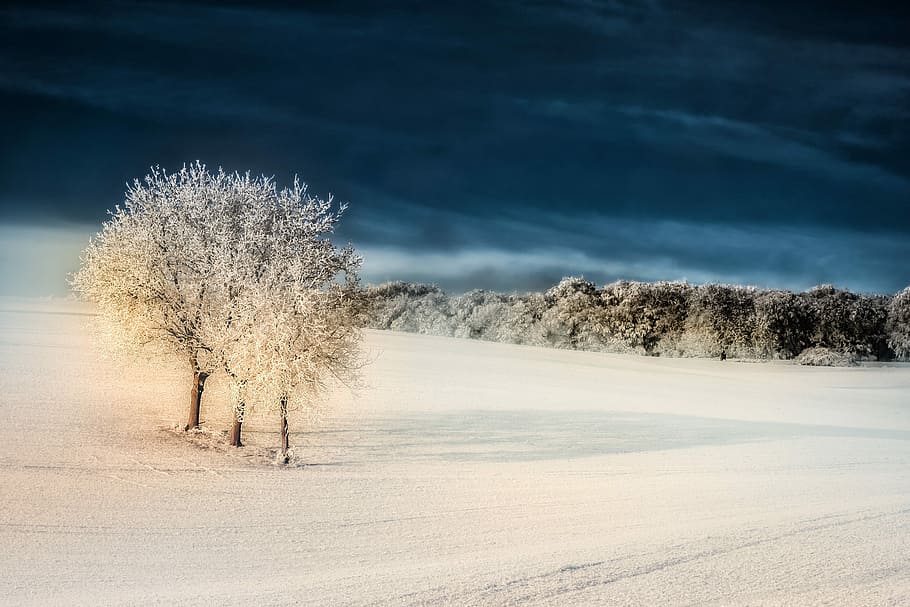 træer, dækker, sne, vinter, træ, iset, rimfrost, humør, Frosset, kold, intensiv, vinterlige, isnende, vinter magi, frost, Skov, Mark, kold temperatur, miljø, plante, natur, rolig scene, ro, landskab, jord, himmel, scenics - natur, ingen mennesker, skønhed i naturen, hvid farve, blå, dag, udendørs, is, 2K