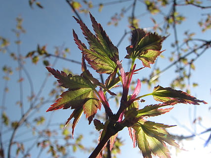 primavera, arce japonès, fullatge, full, cel, naturalesa, verd, arbre, tardor, temporada, branca, a l'aire lliure, planta, part de la planta, creixement, bellesa a la natura, primer pla, dia, cap gent, centrar-se en primer pla, vista d’angle baix, canvi, enfocament selectiu, vulnerabilitat, fragilitat, fulles, fulla d'auró, 2K, CC0, domini públic, lliure de regalies