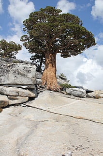 arbre, cedre, escorça, naturalesa, bosc, fusta, verd, branca, de fulla perenne, natural, Nadal, conífera, paisatge, festa, tronc, medi ambient, a l'aire lliure, vent bufat, escènic, yosemite, Parc Nacional, Parc Nacional de Yosemite, punt olmstead, Califòrnia, serra nevada, rock - object, núvol - cel, dia, cap gent, planta, cel, sòlid, bellesa a la natura, tranquil·litat, rock, tronc de l'arbre, escena tranquil·la, creixement, escenics - natura, terra, sendera, 5K, CC0, domini públic, lliure de regalies
