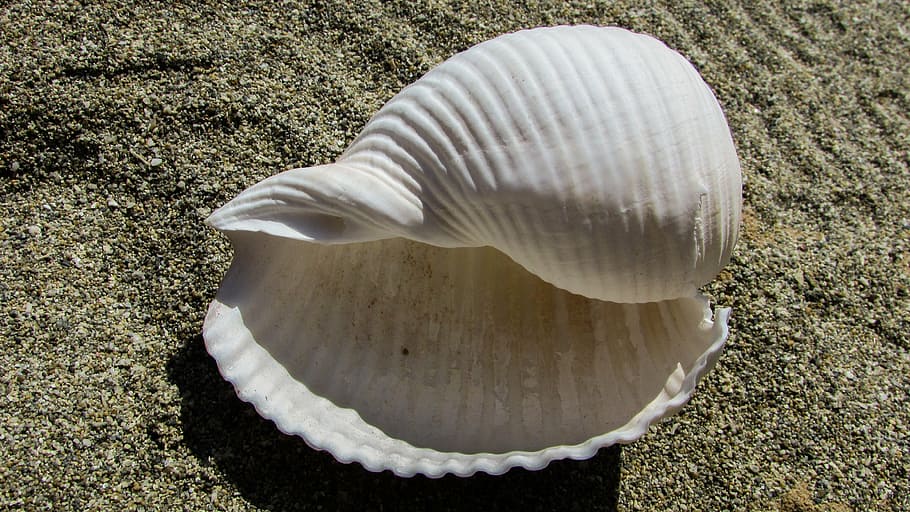 bianca, conchiglia, sabbia, spiaggia, mare, estate, natura, guscio di animale, vacanze, nessuno, fauna selvatica, Colore bianco, terra, animale, avvicinamento, vista dall'alto, giorno, bellezza nella natura, temi animali, strutturato, all'aperto, luce del sole, animali allo stato selvatico, pianta, singolo oggetto, morbidezza, 4K