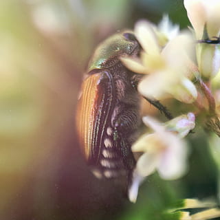 coleottero giapponese, superficiale, fotografia a fuoco, verde, giallo, insetto, macro, fiore, estate, fauna selvatica, temi animali, animale, un animale, animali allo stato selvatico, pianta fiorita, avvicinamento, invertebrato, messa a fuoco selettiva, pianta, bellezza nella natura, vulnerabilità, fragilità, natura, crescita, nessuno, freschezza, petalo, testa di fiore, ala animale, impollinazione, 2K, CC0, dominio pubblico, privo di copyright