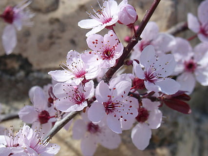 Blume, Kirsche, Ast, Baum, Pflanze, blumiger Zweig, blühende Pflanze, Zerbrechlichkeit, Schönheit in der Natur, Frische, blühen, Verletzlichkeit, Wachstum, pinke Farbe, Blütenblatt, Nahansicht, Frühling, Pollen, Blütenkopf, Blütenstand, Zweig, Kirschblüte, keine Leute, draußen, Kirschbaum, 4K, CC0, gemeinfrei, lizenzfrei