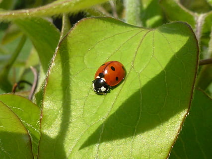 coccinella, foglia, scarafaggio, punti rossi, portafortuna, insetto, natura, animali, fauna, vicino, parte vegetale, invertebrato, colore verde, animale, avvicinamento, fauna selvatica, animali allo stato selvatico, un animale, temi animali, pianta, giorno, nessuno, crescita, macchiato, all'aperto, piccolo, 4K, CC0, dominio pubblico, privo di copyright