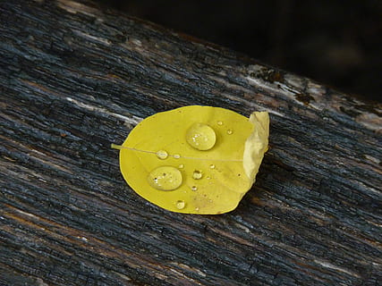 natur, grønn, falle, høstblad, blad, miste, gul, makro, regn, tre, dugg, tre - materiale, ingen folk, studio skudd, nærbilde, innendørs, mat og Drikke, mat, friskhet, spise sunt, bord, frukt, stilleben, strukturert, høy vinkel visning, velvære, søt mat, søt, skjære, overbærenhet, frø, 4K, CC0, offentlig domene, opphavsrett gratis