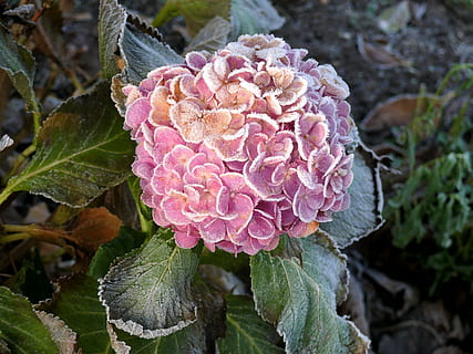 hortensia, vinter, Frosset, pift, Rose, natur, plante, blad, sommer, vækst, skønhed i naturen, tæt på, blomstrende plante, plante del, blomst, sårbarhed, friskhed, dag, skrøbelighed, kronblad, høj vinkel visning, lyserød farve, ingen mennesker, fokus på forgrunden, blomsterstand, blomsterhoved, udendørs, 2K, CC0, offentligt domæne, royaltyfrie