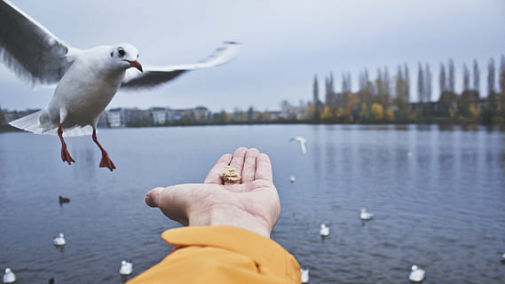 person, feeding, ring-billed gull, animals, bird, seagull, feather, flying, floating, sea, water, feed, food, plants, trees, sky, clouds, hand, human body part, one animal, human hand, one person, animal wildlife, day, outdoors, animals in the wild, vertebrate, body part, nature, finger, human limb, 5K, CC0, public domain, royalty free