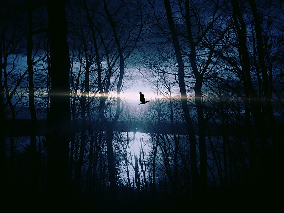 arbres, darrere, cos, aigua, ocell, volar, gespentisch, nit, estrany, cel nocturn, llac, onada, aigües, secret, cel, duplicació, misteriós, il·luminació freda, a l'aire lliure, espantar, llum de la lluna, arbre, reflexió, silueta, naturalesa, arbre nu, un animal, escena tranquil·la, cap gent, animals a la natura, animal, temes d'animals, fauna animal, vertebrats, planta, bellesa a la natura, escenics - natura, tranquil·litat, 2K