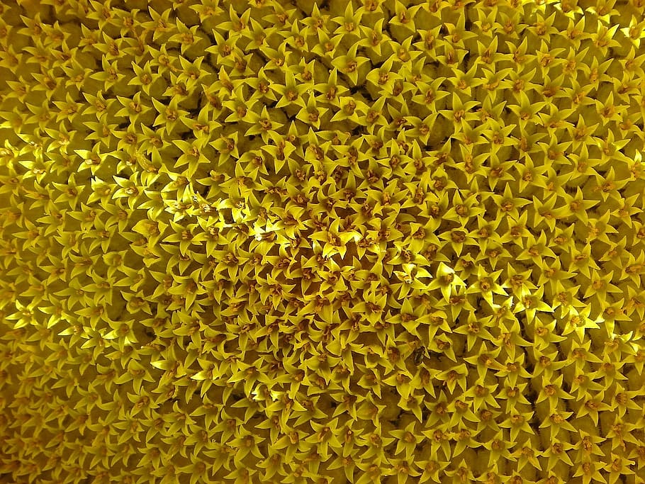 Sonnenblume, Blume, Gelb, Detail, Tickets, Hintergründe, Vollbild, texturiert, Nahansicht, Muster, keine Leute, grüne Farbe, drinnen, Biologie, abstrakt, Vergrößerung, gesundes Essen, Natur, Lebensmittel, Gesundheitswesen und Medizin, Wiederholung, Mikrobiologie, Essen und Trinken, 1080P