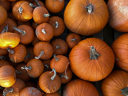 top, Vezi poza, bej, squash lot, apartament, pune, fotografie, dovleacul, dovleac, Halloween, toamnă, cădea, portocale, mancare si bautura, alimente, vegetal, mâncat sănătos, culoare portocalie, prospeţime, grup mare de obiecte, bunăstare, abundenţă, vedere în unghi mare, celebrare, nici o persoana, cadru complet, zi, natură, organic, în aer liber, copt, 2K, CC0, domeniu public, fără drepturi de autor