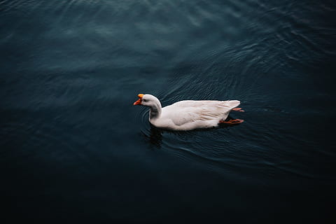 anatra bianca, bianca, anatra, corpo, acqua, brutto, uccello, cigno, natura, animale, lago, bellezza nella natura, riflessione, cigno reale, un animale, temi animali, nuoto, animali allo stato selvatico, fauna selvatica, vertebrato, nessuno, vista dall'alto, uccello acquatico, increspato, Colore bianco, giorno, galleggia sull'acqua, 5K, CC0, dominio pubblico, privo di copyright
