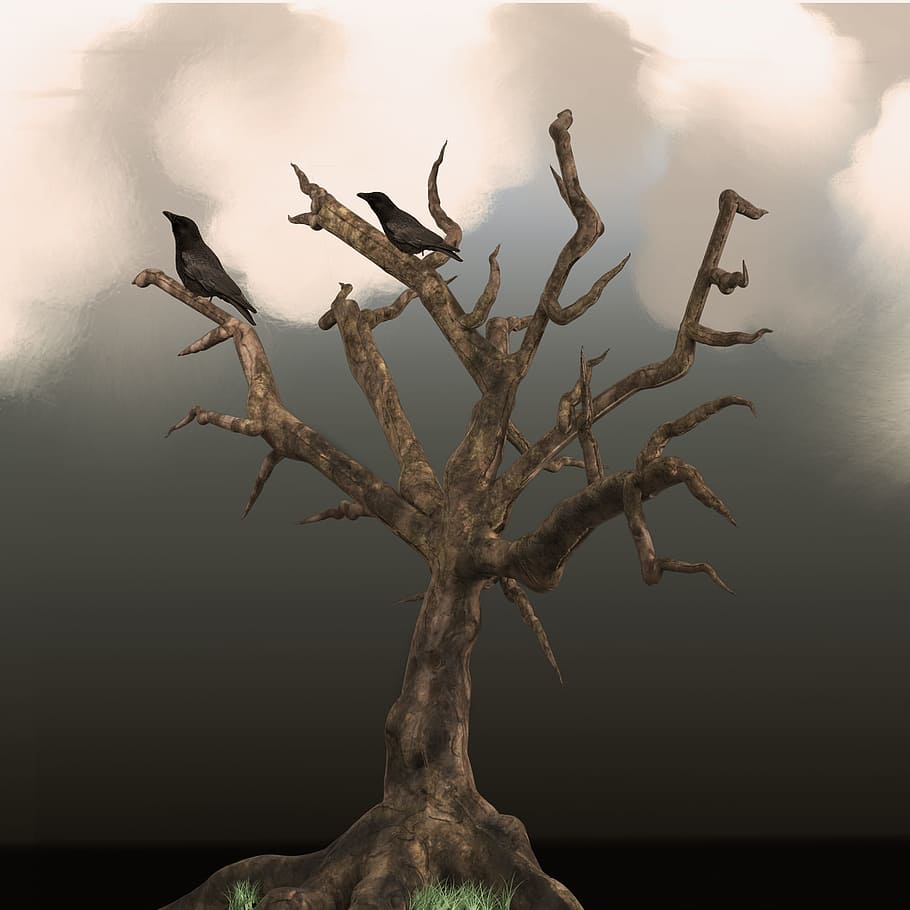 træ, ravn, skyer, fugl, krage, fugle, dyster, mystisk, belysning, grene, atmosfære, humør, scene, carrion crow, plante, himmel, natur, ingen mennesker, afdeling, ro, sky - himmel, bare træ, dag, skønhed i naturen, udendørs, død plante, lav vinkel visning, scenics - natur, træ - materiale, bagagerum, kold temperatur, vækst, 2K