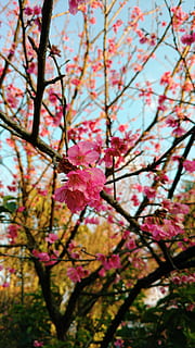 sakura, flor, cirera, planta, planta amb flors, bellesa a la natura, color rosa, creixement, arbre, frescor, fragilitat, vulnerabilitat, branca, pètal, primer pla, centrar-se en primer pla, naturalesa, primavera, cap gent, dia, cap de flor, cirerer, flor de cirerer, a l'aire lliure, pol·len, 5K, CC0, domini públic, lliure de regalies