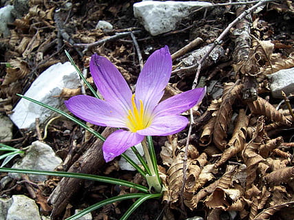 blomst, krokus, makro, flor, blå, forår, blomstre, natur, kronblade, blomster, lyse, have, blomstring, plante, blomstrende plante, kronblad, skrøbelighed, friskhed, sårbarhed, skønhed i naturen, iris, blomsterhoved, lilla, blomsterstand, tæt på, vækst, pollen, ingen mennesker, Mark, udendørs, 2K, CC0, offentligt domæne, royaltyfrie