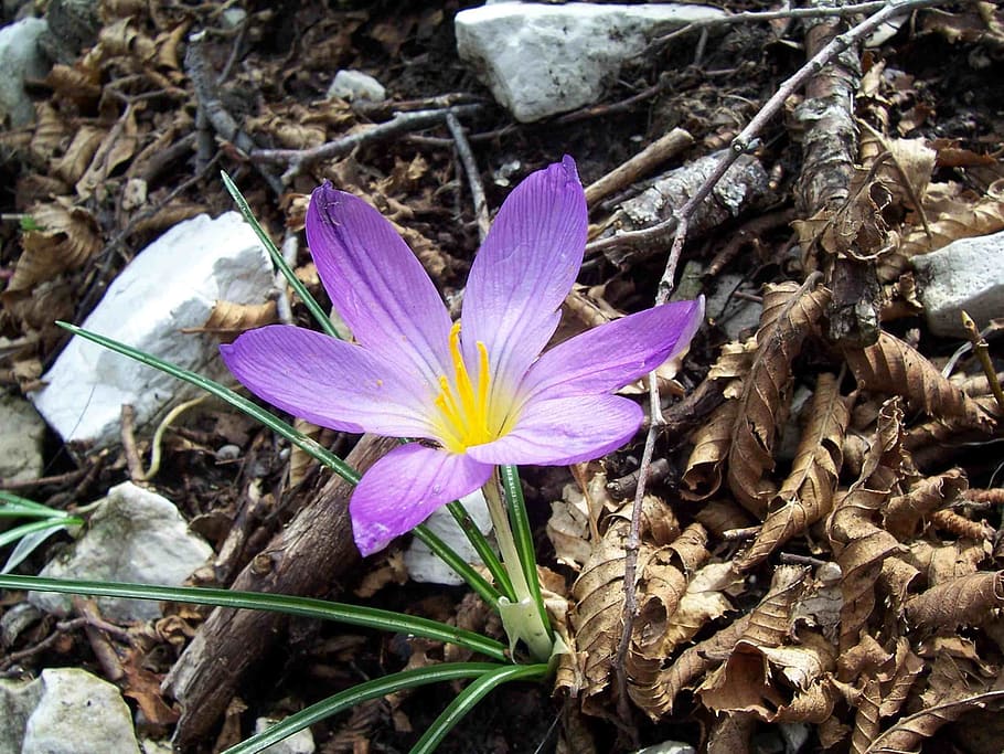 blomst, krokus, makro, flor, blå, forår, blomstre, natur, kronblade, blomster, lyse, have, blomstring, plante, blomstrende plante, kronblad, skrøbelighed, friskhed, sårbarhed, skønhed i naturen, iris, blomsterhoved, lilla, blomsterstand, tæt på, vækst, pollen, ingen mennesker, Mark, udendørs, 2K