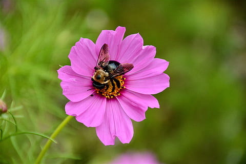 naturaleza, pétalos, flor, abeja, floración, insecto, de cerca, flora, fondo de pantalla hd, pequeño, macro, pétalo, polinización, temas de animales, animal, planta floreciendo, fauna animal, invertebrado, animales en la naturaleza, un animal, belleza en la naturaleza, planta, frescura, fragilidad, crecimiento, cabeza de flor, vulnerabilidad, nadie, polen, al aire libre, abejorro, púrpura, 5K