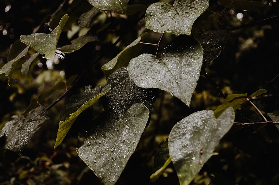 deixar anar aigua, verd, fulles, planta, poc profund, focalitzar la fotografia, full, pluja, arbre, canviant d'humor, part de la planta, naturalesa, bellesa a la natura, creixement, primer pla, cap gent, temperatura de fred, terra, tirar, humit, a l'aire lliure, centrar-se en primer pla, dia, gel, aigua, canvi, rosada, 2K